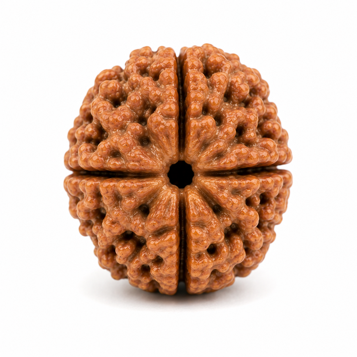 4 Mukhi Rudraksha (Nepali)