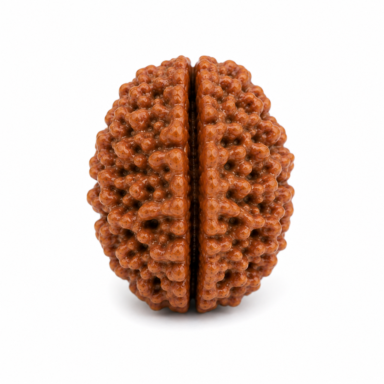 2 Mukhi Rudraksha (Indonesian)