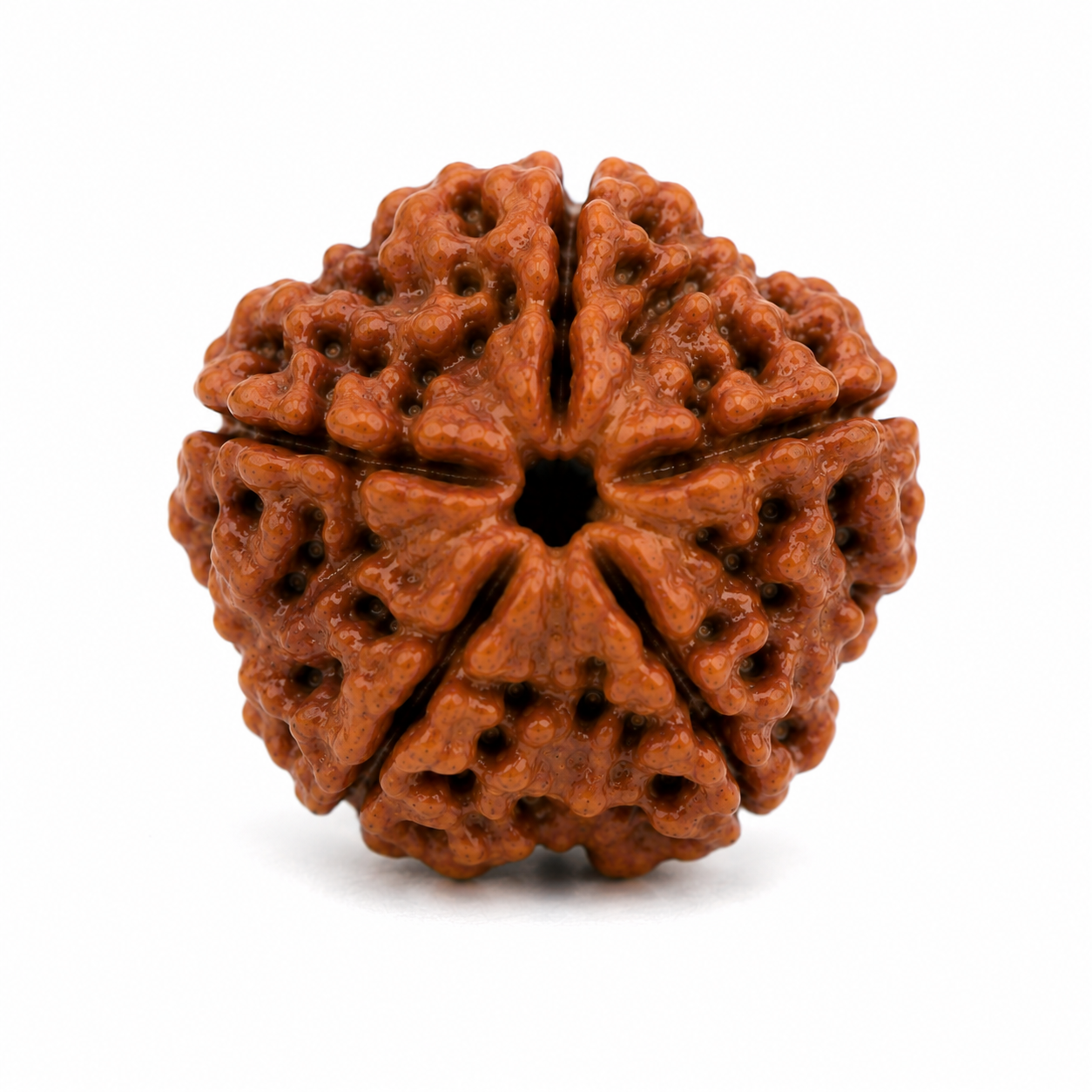 5 Mukhi Rudraksha (Nepali)